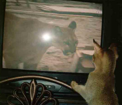 bild på katten Elton & tv