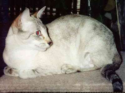 bild på katten Namnam